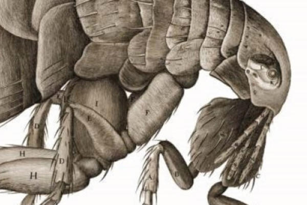 A drawing of a bug in microscopic detail by Robert Hooke