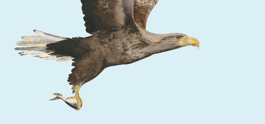 An osprey in flight - illustrated by Jackie Morris
