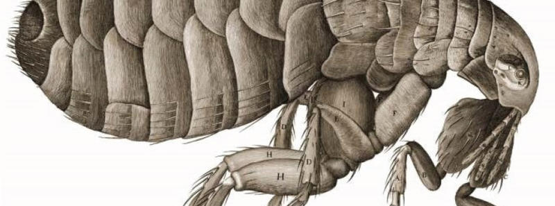 A drawing of a bug in microscopic detail by Robert Hooke